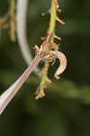 Honey locust